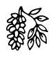 Acacia (Robinia)