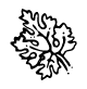 Coriandolo