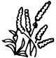 Lavanda