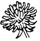 Tarassaco