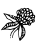 Trifoglio