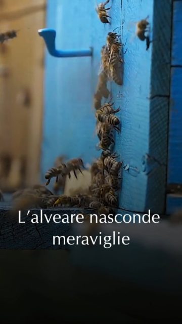 🐝 𝐏𝐨𝐥𝐥𝐢𝐧𝐞 𝐞 𝐏𝐚𝐩𝐩𝐚 𝐑𝐞𝐚𝐥𝐞: 𝐭𝐞𝐬𝐨𝐫𝐢 𝐝𝐚 𝐬𝐜𝐨𝐩𝐫𝐢𝐫𝐞

Il polline non è solo polline, è il codice genetico dei fiori, raccolto con metodo e organizzazione millimetrica.
Ogni granulo è un archivio naturale.

La pappa reale, invece, è il nutrimento esclusivo della regina.
Una sostanza prodotta dalle api nutrici che determina un destino biologico diverso: stessa larva, nutrimento diverso e dunque futuro diverso.

Il 17 maggio ti racconteremo come avviene la raccolta di questi prodotti, spiegandone il valore e la delicatezza.

𝐂𝐨𝐧𝐨𝐬𝐜𝐞𝐫𝐞 𝐬𝐢𝐠𝐧𝐢𝐟𝐢𝐜𝐚 𝐚𝐩𝐩𝐫𝐞𝐳𝐳𝐚𝐫𝐞.

🌿 L’ambiente intorno a te nasconde fioriture note e inaspettate…
👉 Scopri il progetto Mielerie Aperte - LINK IN BIO

Mielerie Aperte è un progetto Unaapi cofinanziato dall'Unione Europea e dal MASAF.

#MielerieAperte #polline #PappaReale #prodottidellalveare #17maggio